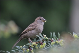 <p>VRABEC DOMÁCÍ (Passer domesticus) /House sparrow - Haussperling/</p>